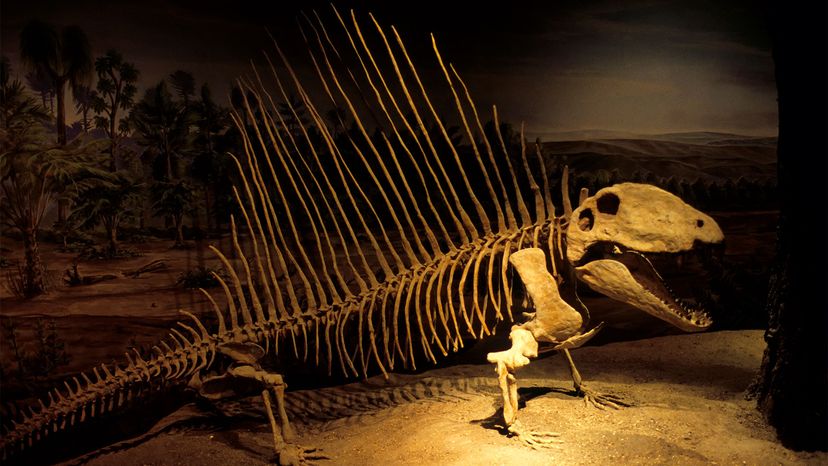 Dimetrodon“width=