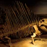 Think Dimetrodon Was a Dinosaur? Think Again