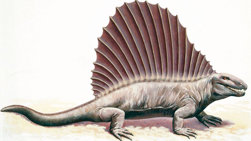 Dimetrodon Illustration