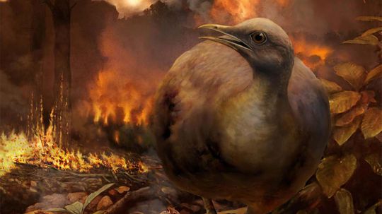 Today’s Birds Likely Evolved from Ground-Dwelling Feathered Dinosaurs