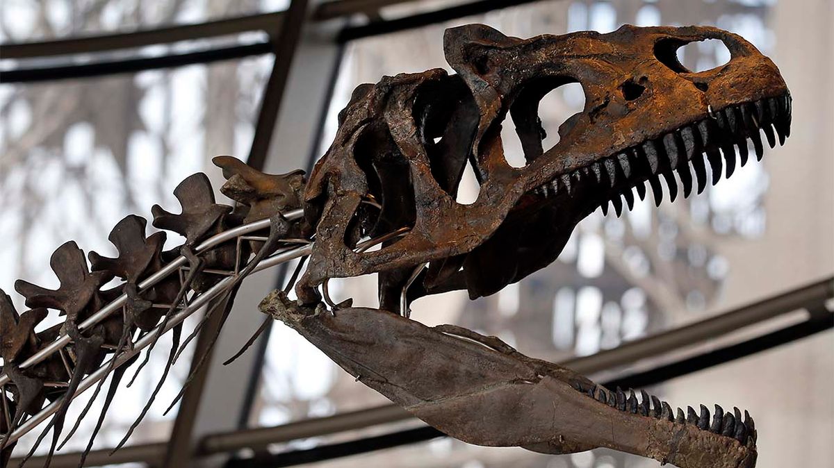 Who Owns the Rights to a Dinosaur Skeleton? | HowStuffWorks