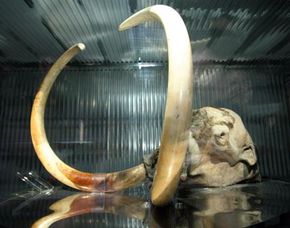 Mammoth skull