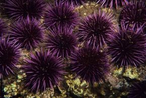 Sea urchins are one of the many echinoderms that thrive today.