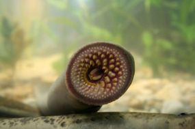 Although they didn't exist during the Mesozoic era, lampreys bear a resemblance to Mesozoic sea life.