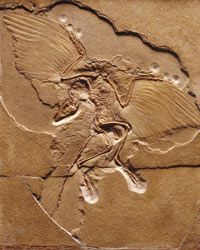 World's oldest blue bird found via fossil feathers