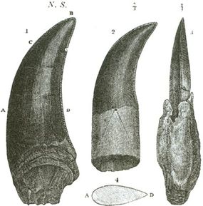 Teeth of a Megalosaurus, from a book by William Buckland