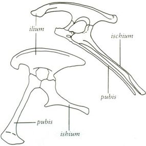 The top pelvis is typical for an ornithischian, or &quot;bird-hipped,&quot; dinosaur. The bottom is typical for a saurischian, or &quot;lizard-hipped,&quot; dinosaur.