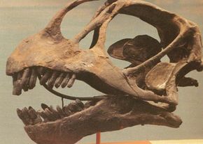 Apatosaurus skull