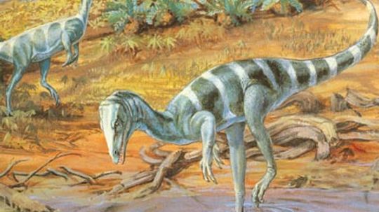 Coelophysis”border=