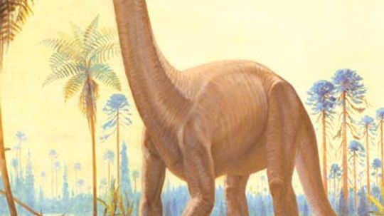 Camarasaurus