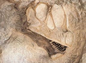A camarasaurus skull that is being excavated at Dinosaur National Monument.