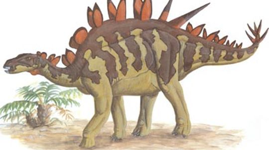 Huayangosaurus＂border=