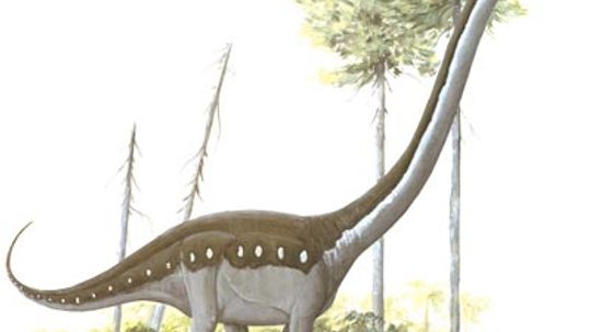 Omeisaurus“border=