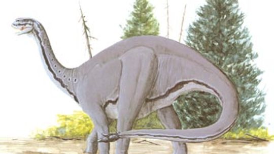 Shunosaurus