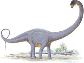 Supersaurus vivianae＂width=