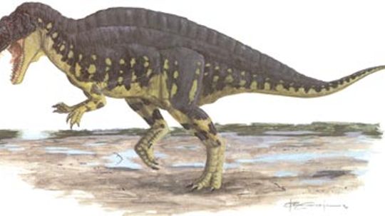 Acrocanthosaurus