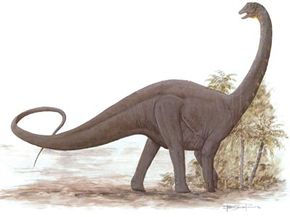 Antarctosaurus wichmannianus