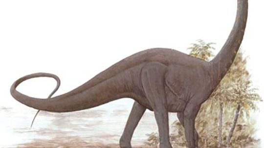 Antarctosaurus