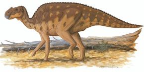 Aralosaurus tuberiferus”width=