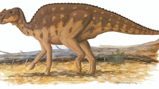 Aralosaurus