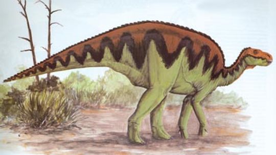 Bactrosaurus