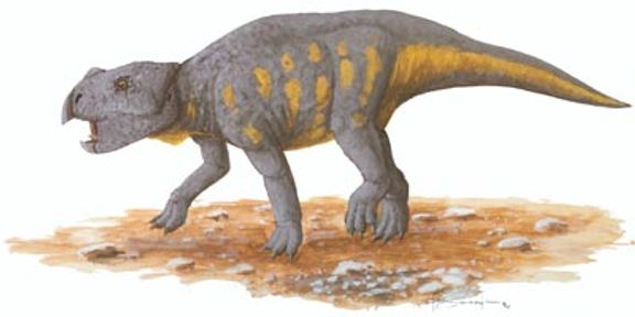 Bagaceratops
