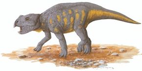 Bagaceratops rozhdestvenskyi。看到更多的恐龙的图片。”width=