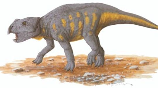 Bagaceratops