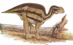 Brachylophosaurus canadensis. See more dinosaur images.