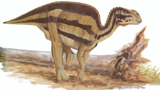 Brachylophosaurus