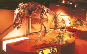 Daspletosaurus skeleton at the National Museum in Canada