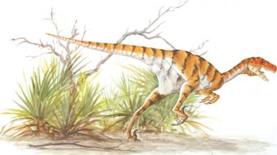 Dromaeosaurus