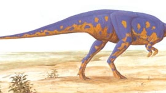Goyocephale