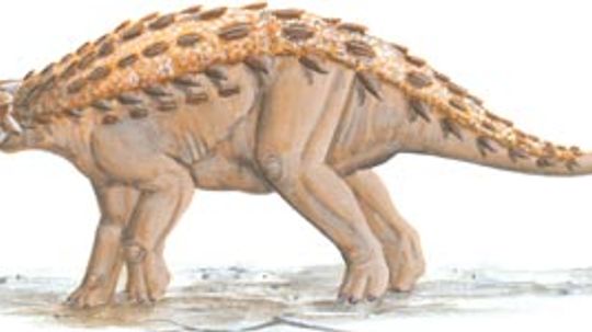 Pinacosaurus”width=