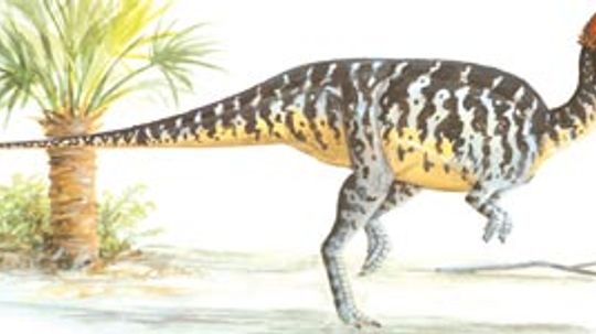 Prenocephale”width=