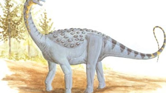 saltasaurus fossil