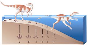 Sauropod swimmers or walkers?