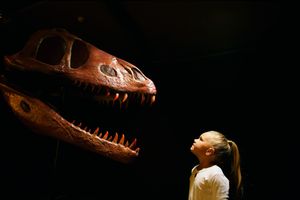 Girl looks at skull of dinosaur