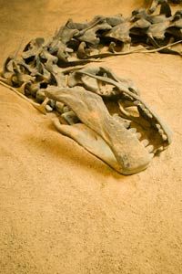 dinosaur bones in sand
