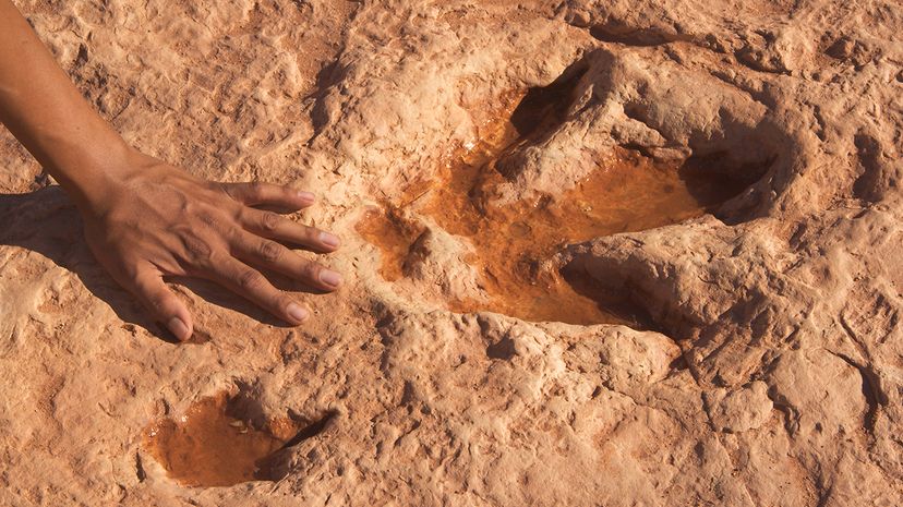 human hand next to dinosaur footprint