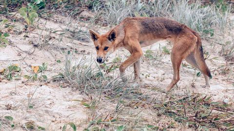 what eats dingoes in australia