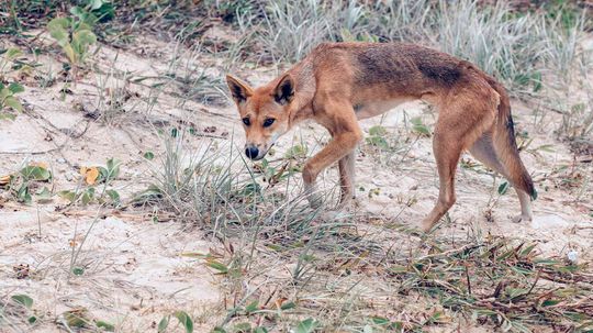 Are Dingoes Dangerous (and Did One Really Eat a Baby)?