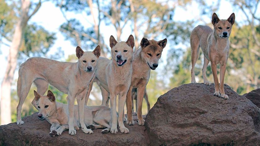 can dingoes mate with dogs