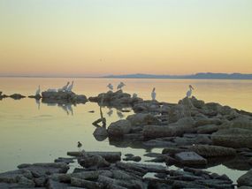 The Salton Sea was created by an environmental disaster but now takes in irrigation runoff and hosts a variety of wildlife.