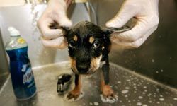 "Pet-efits": This labrador mix puppy gets washed behind the ears after being rescued after Hurricane Katrina.”border=