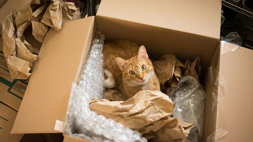 kabarcık sargılı kutuda kedi