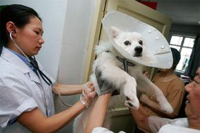 rabies, dog injection