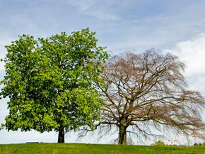 live tree, dead tree