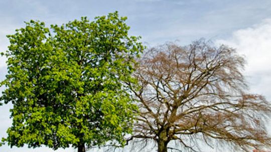 Here's How To Tell a Dead Tree from a Healthy One