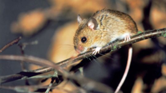 5 Tips for Disinfecting After Getting Rid of Mice